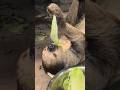 【どゆことやねん】#ナマケモノ #動物 #生存 #競争 #野生動物 #動物園 #可愛い #shorts #睡眠