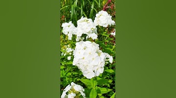 ألم نشرح لك صدرك #سورة الشرح🌼حالات دينية قصيرة#اجمل منظر #أروع صوت 🌼تلاوة جميلة #حالات واتس اب قصيرة