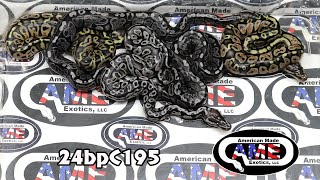 24bpC195 fm Leopard VPI Axanthic Pied x m Atari Het VPI Axanthic