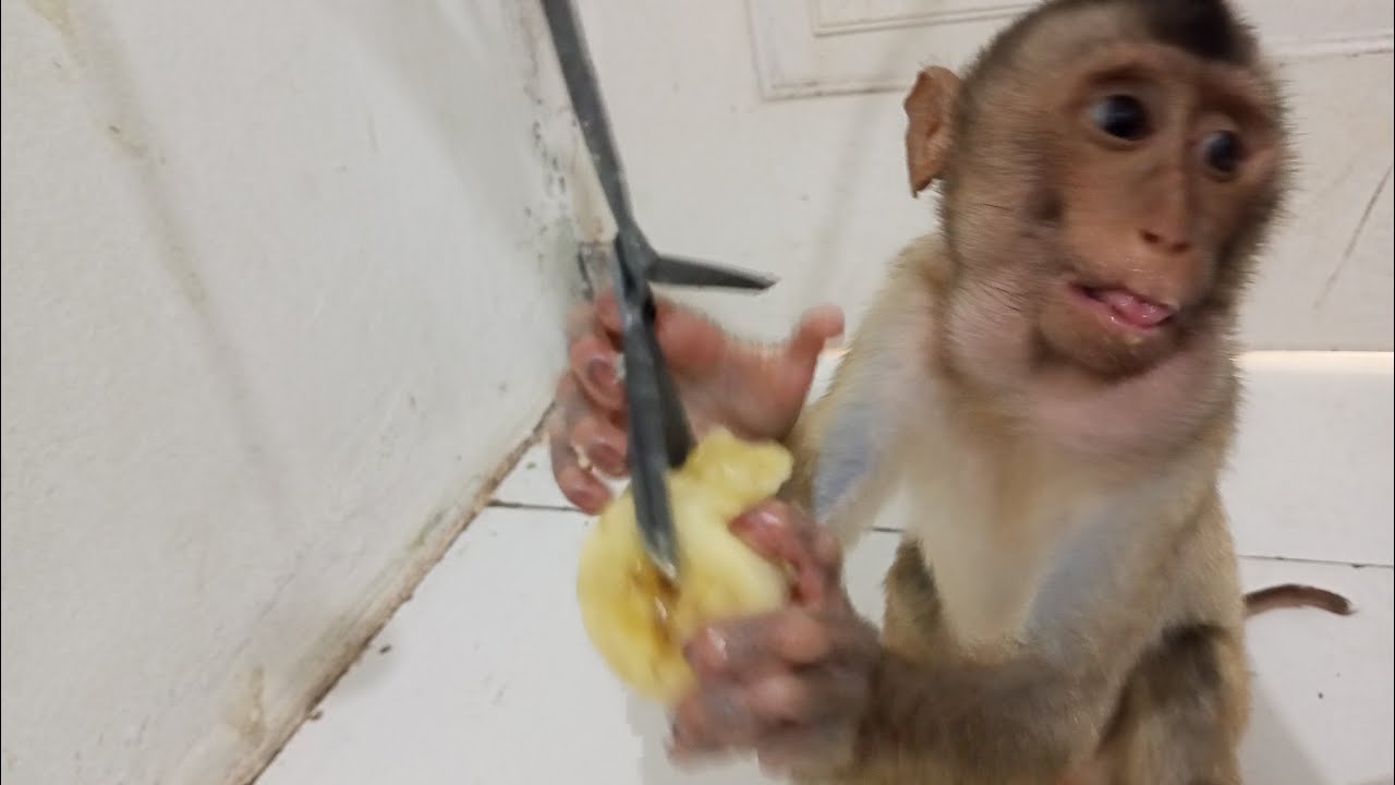 Обучение Джони (слепой обезьяны) инстинкту находить еду.