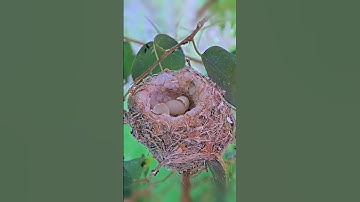 Our First Glimpse of Just Hatched Hummingbird Chick #1 #babyhummingbirds #hummingbirds #nest