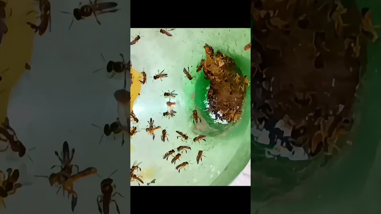 Jataí capturada na cidade 🐝🏙️ Terreno baldio 