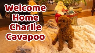 Meet the CUTEST Cavapoo Puppy That Will Steal Your Heart!