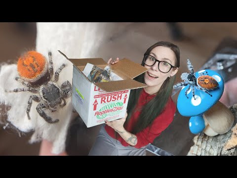 UNBOXING 7 Uncommon Jumping Spiders! *Phiddipus borealis & tyrrelli*