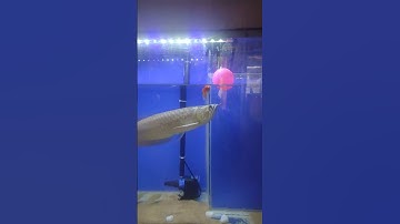 Feeding #goldfish to #arwanasilver #fish #trending #viralshorts