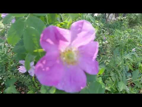 Video: Rose In Siberia
