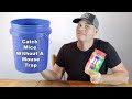 How to catch mice without a mouse trap a simple trick that works mousetrap monday