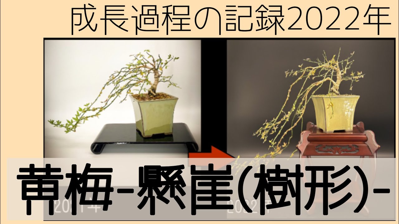 盆栽【黄梅-懸崖(樹形)-】成長過程の記録2022年【Winter jasmine