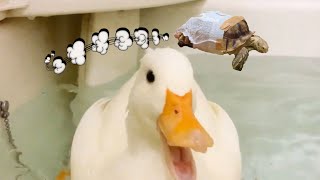 アヒルの水浴びを見て亀が逃げ出した！A tortoise ran away during the bathe of the duck