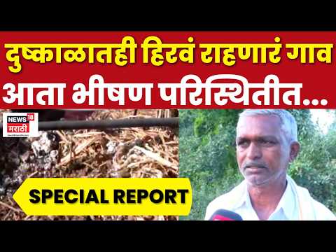 Special Report | शेततळी आटली, द्राक्षबागा संकटात | Maharashtra Drought News