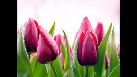 سورة الناس مكرره بصوت الشيخ أحمد العجمي