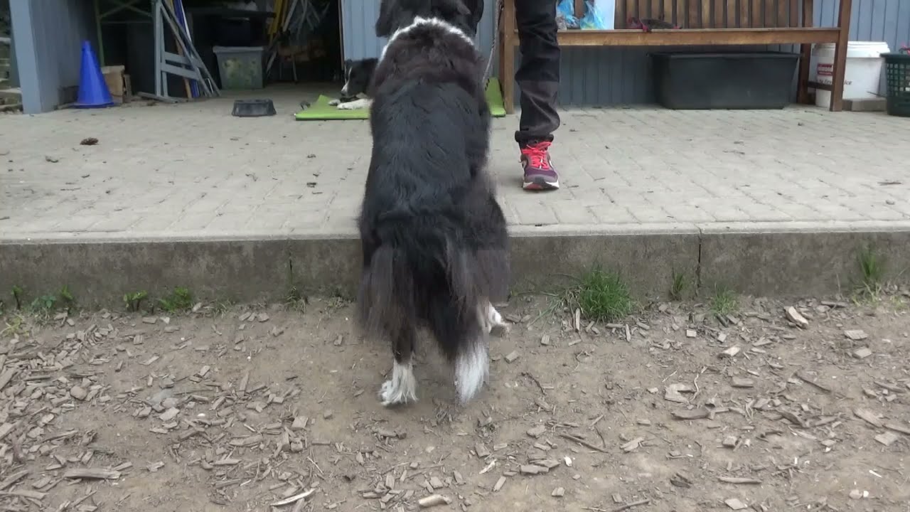 Spaßtraining mit Lizzy (fast 12 Jahre)