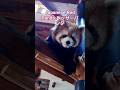 Japanese Red Panda.レッサーパンダ