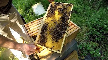 Wie findet man am besten die Bienenkönigin?