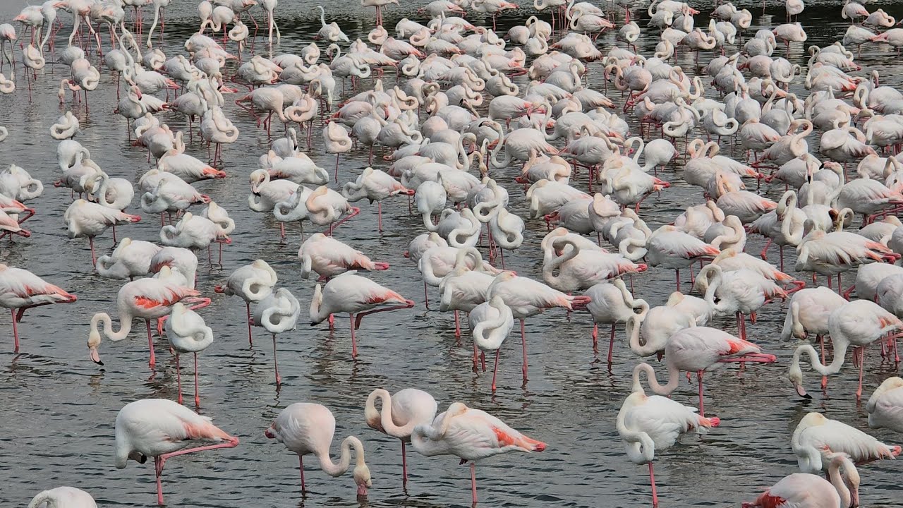 baghla in Dubai ❤️