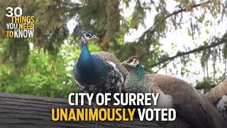 Top 30: Town Deals with Peacock Invasion