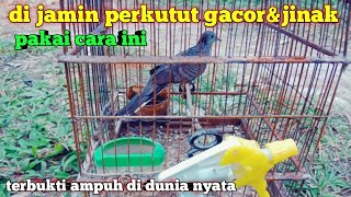Download lagu DI JAMIN PERKUTUT GACOR DAN JINAK PAKAI CARA INI❗cara ampuh praktis....