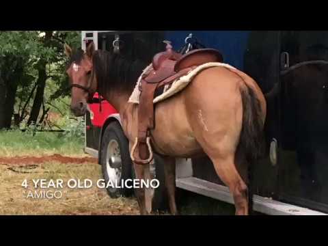 Video: Galiceno Horse Race Hypoallergenic, Health And Life Span
