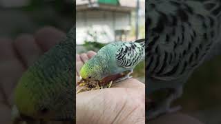 This little budgie trusted me! 🥺🦜 #shorts