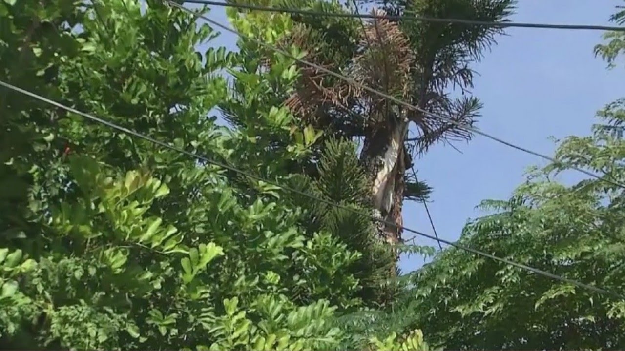 Duke Energy Customer Concerned With Tree Near Power Lines YouTube