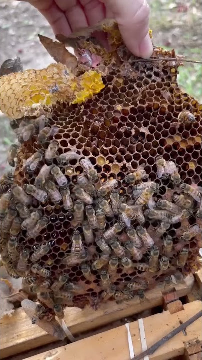 Can You Find the Queen Bee?