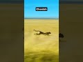 Fastest Animals #fastestanimals #animals #animalshorts #Zootubeadventures