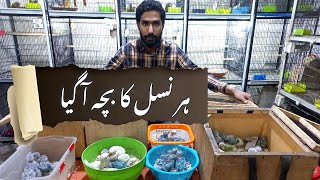 Parrots Challenge Price | Chaudhry Birds Market Fateh Garh Lahore