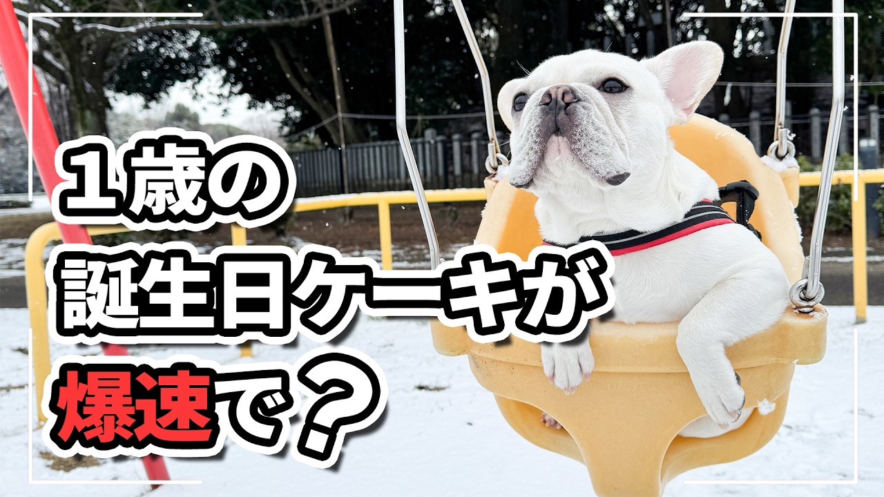 1歳の誕生日ケーキが...！？初めての海ではしゃぐ不器用なフレブルが可愛すぎた