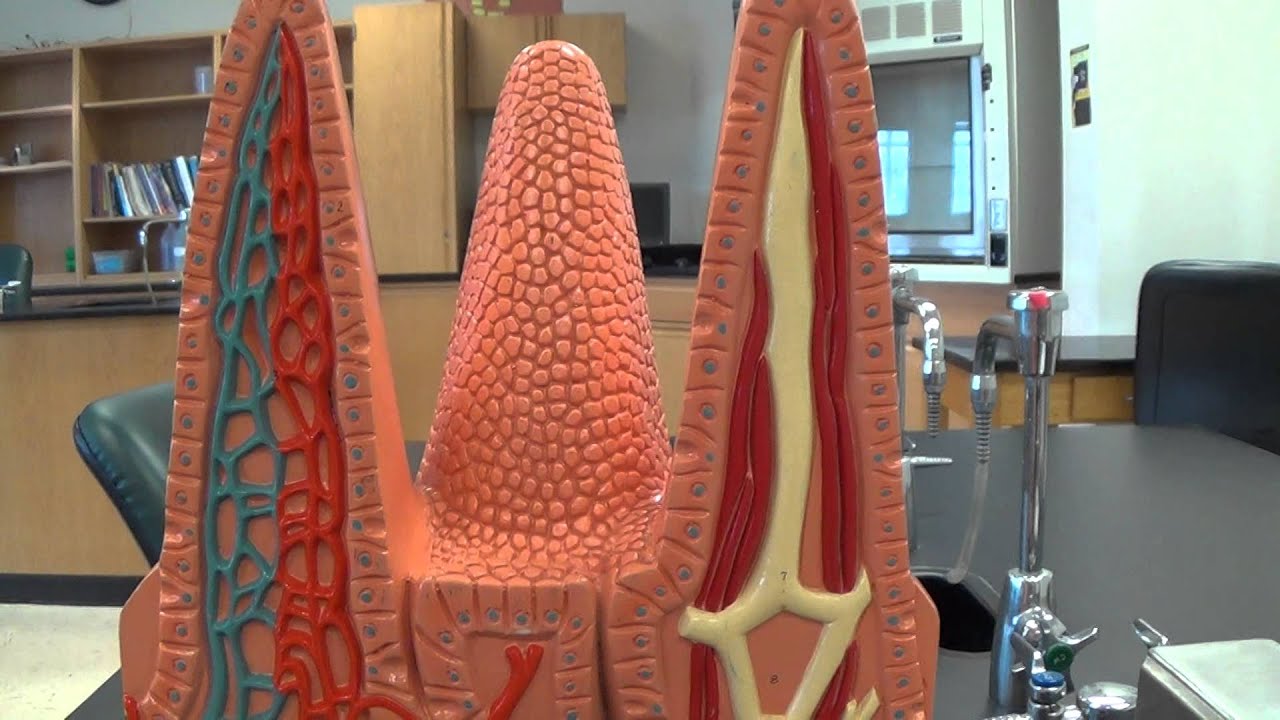 Villus Model - YouTube