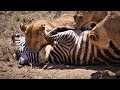 Serengeti pride of lions hunting and killing zebras 4 ku.