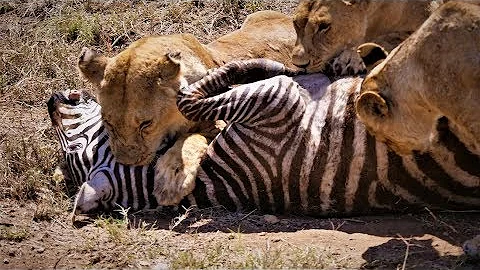 Serengeti: Pride of lions hunting and killing zebras (4 K/UHD) - DayDayNews