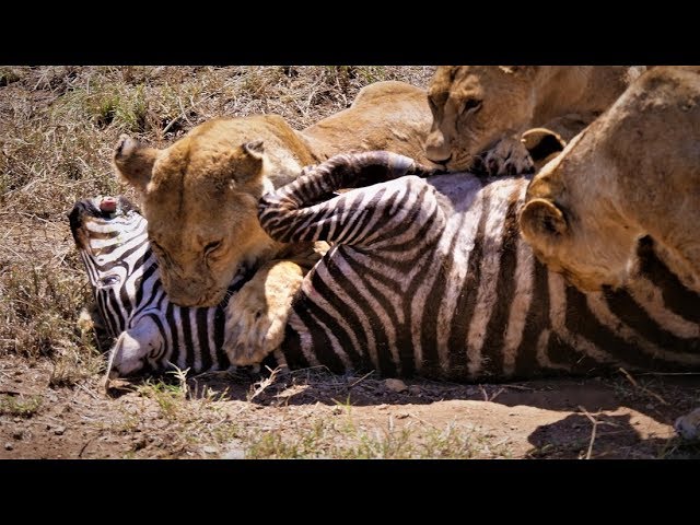 Serengeti: Pride of lions hunting and killing zebras (4 K/UHD) class=