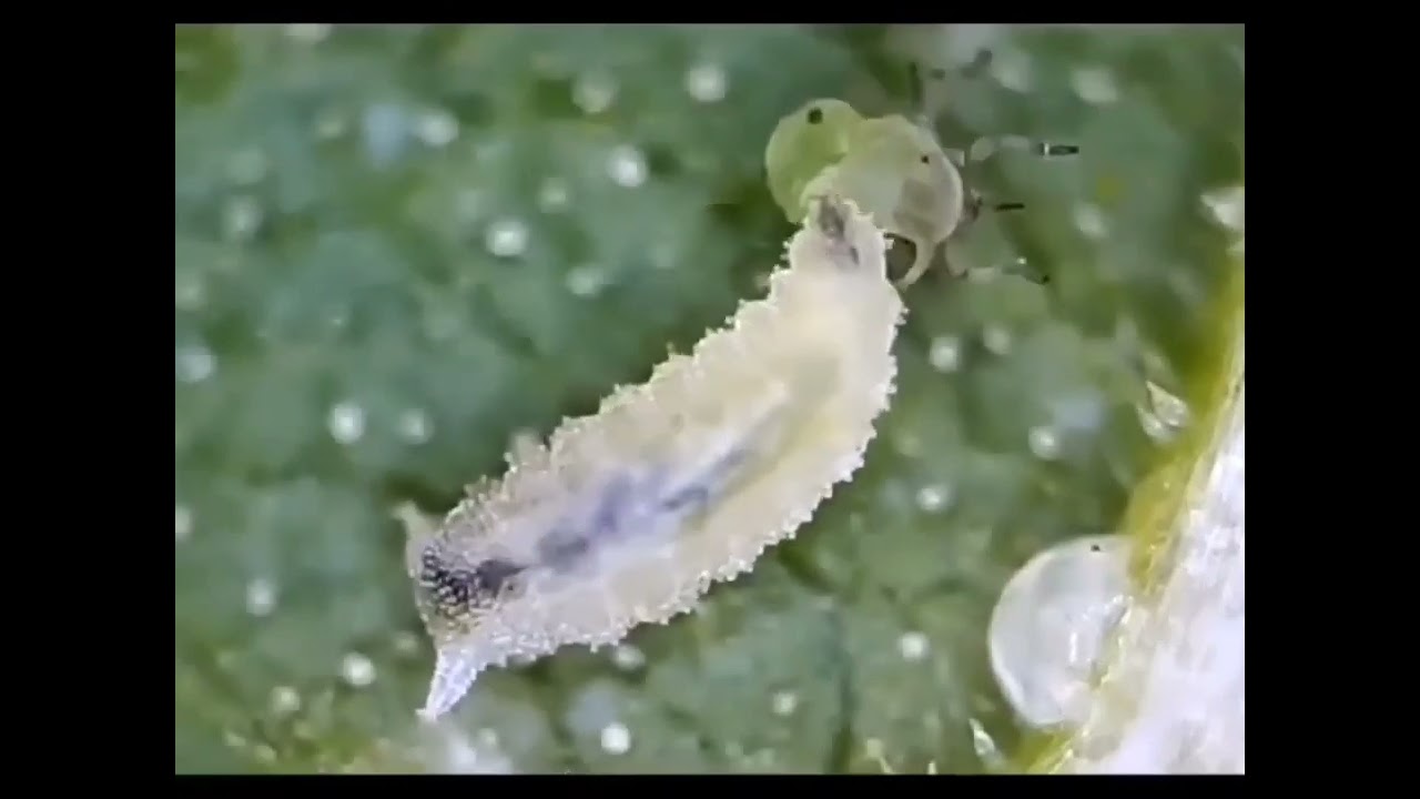 Larvae of Syrphid fly eating Aphids