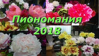 Пиономания 2018/Выставка пионов Пиономания 2018/Выставка пионов