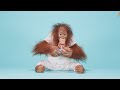 Animalia Orangutan Benji plays with some new toys ASMR