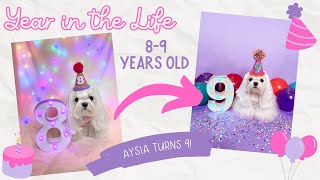 A Year in the Life of My Maltese - 8-9 Years Old by Daily Little Bits 20 views 4 weeks ago 4 minutes, 3 seconds