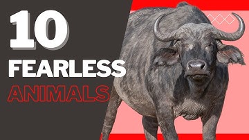 Top 10 Fearless Animals | Most Dangerous & Fearless Animals
