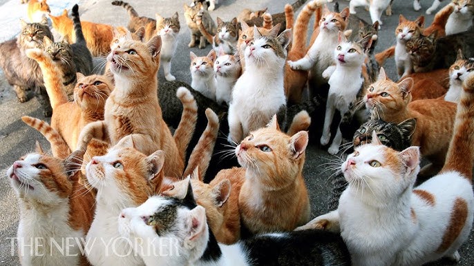 Why Humans Are Obsessed with Cats | Annals of Obsession | The New Yorker - YouTube Why Humans Are Obsessed With Cats | Annals Of Obsession | The New Yorker - Youtube