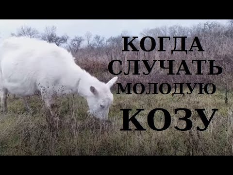Когда покрывать козу в первый раз / когда случать козу первокотку?