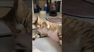Ugly Pose Grooming O-Cha Licks Tummy In Unflattering Position. 醜姿勢舔肚子毫不掩飾 おっさん座りO-Cha猫のお腹なめが面白い瞬間