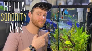 THE BETTA SORORITY AQUARIUM (TIPS & AGGRESSION) by Aaron Lewis 10,677 views 2 years ago 8 minutes, 12 seconds