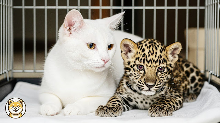 母を失ったヒョウの赤ちゃんが、猫に本当の子のように育てられた――保護施設中が涙した感動の物語 | コロの物語