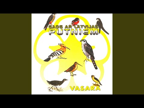 Video: Ellistona Pufīni: Kā Redzēt šos Satriecošos Putnus Ņūfaundlendā