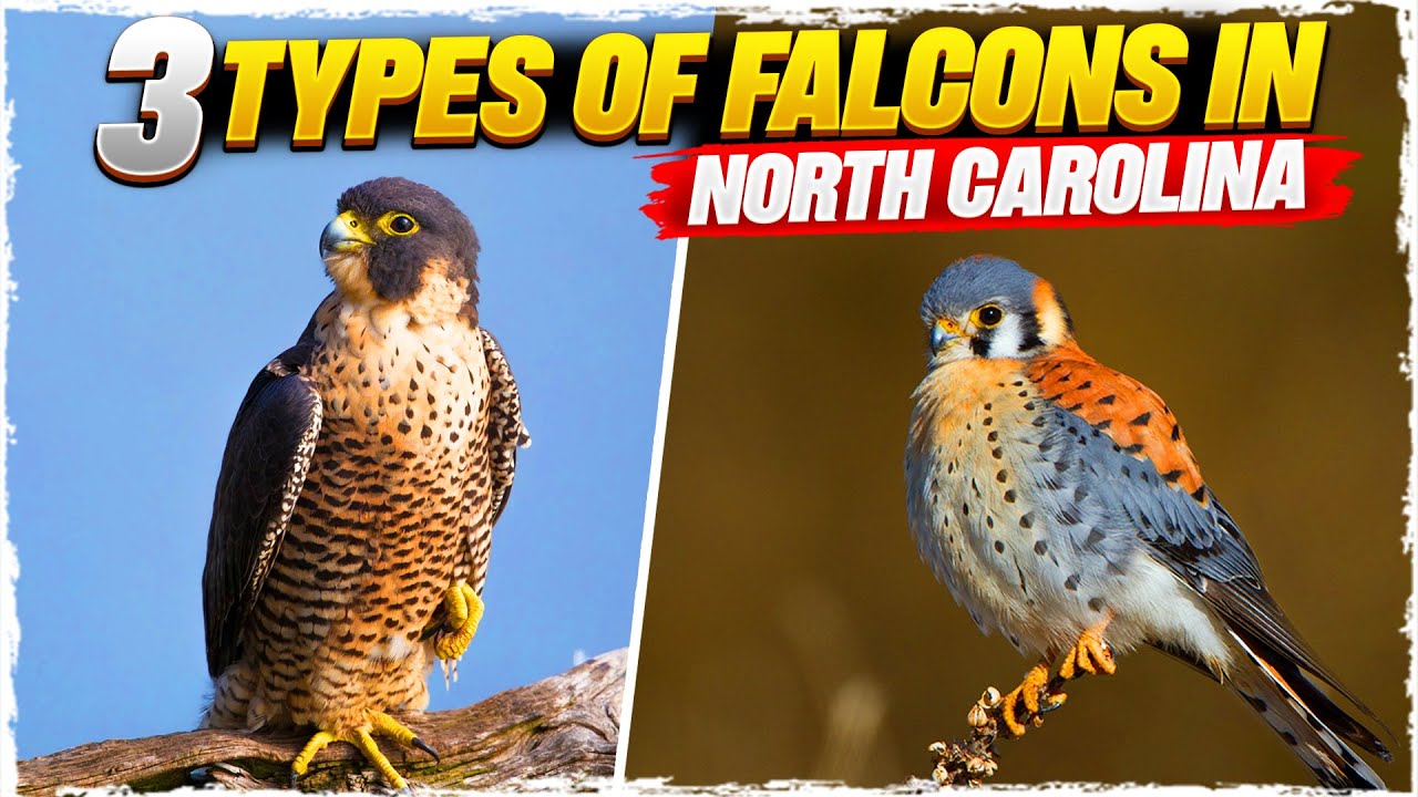 3 Species of Falcons in New York (Pictures and Facts) – Nature Blog Network