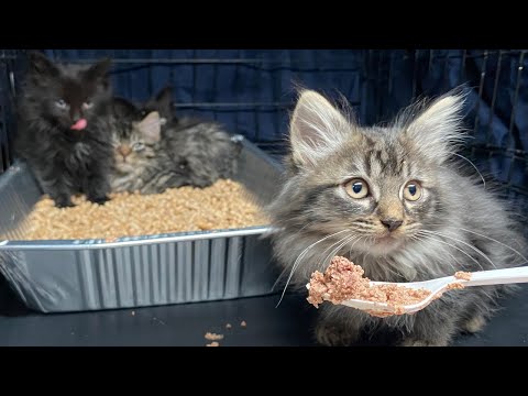 Video: Pet Scoop: „Hurri-Kittens“zachránené počas búrky, zoo Zvieratá oslavujú Halloween