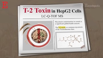 【Foods】T-2 Toxin: How Fast Does It Turn Toxic in Human Cells?
