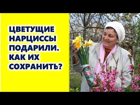 Video: Այգում աճում են Daffodils