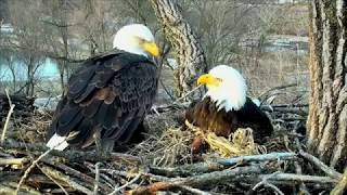 DECORAH EAGLES 🐣 WOW!!! FIRST EAGLET HATCHING. WELCOME D29. PERFECT EASTER ARRIVAL!