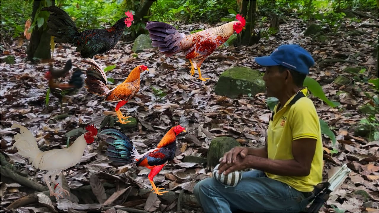 Recorrido hacia el hermoso gallinero del señor don Ramón 