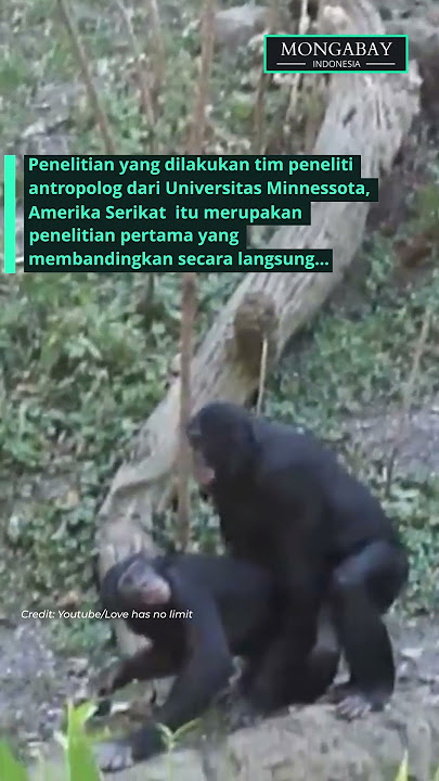 Agresivitas Bonobo Jantan Saat Bercinta Ternyata Lebih Tinggi dari Simpanse, Ini Faktanya!
